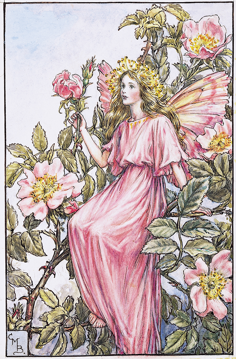 wild rose fairy by cicely mary barker